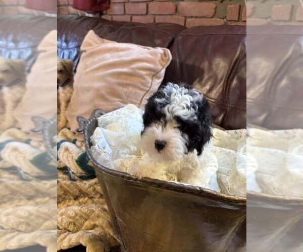 Medium Photo #1  Breeder Profile in POINT PLEASANT BEACH, NJ, USA