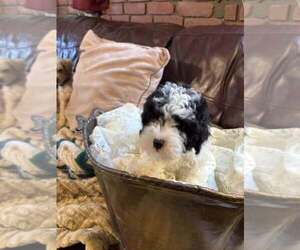 Poodle (Toy) Dog Breeder near POINT PLEASANT BEACH, NJ, USA