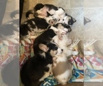Small #14 Breeder Profile image