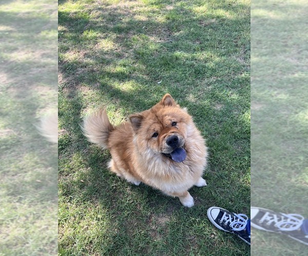 Medium Photo #1  Breeder Profile in FORT WORTH, TX, USA