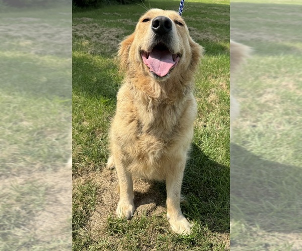 Medium Photo #8  Breeder Profile in MERRILL, MI, USA