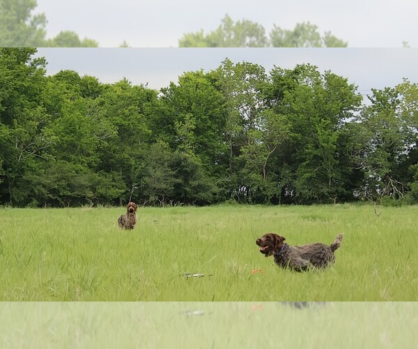 Medium Photo #8  Breeder Profile in DAYTON, TX, USA