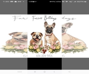 English Bulldog Dog Breeder near CORBIN, KY, USA