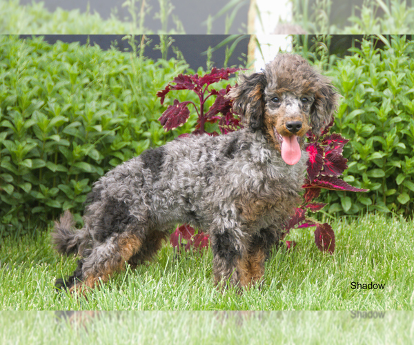 Medium Photo #7  Breeder Profile in CLARE, MI, USA
