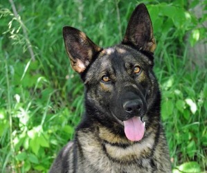 German Shepherd Dog Dog Breeder near LITCHFIELD, MI, USA