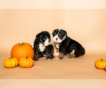Small #20 Breeder Profile image