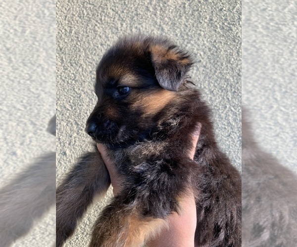 Medium Photo #202  Breeder Profile in PINON HILLS, CA, USA