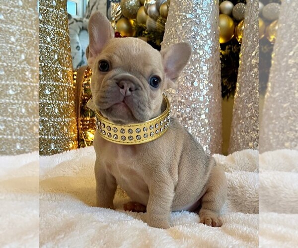 Medium Photo #1  Breeder Profile in BUCKEYE, AZ, USA