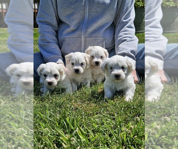 Medium Photo #1  Breeder Profile in FERNDALE, CA, USA