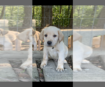 Small Photo #19  Breeder Profile in VALLEY CITY, OH, USA