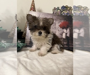 Yorkshire Terrier Dog Breeder near WHITING, IN, USA