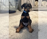 Small breeder photo