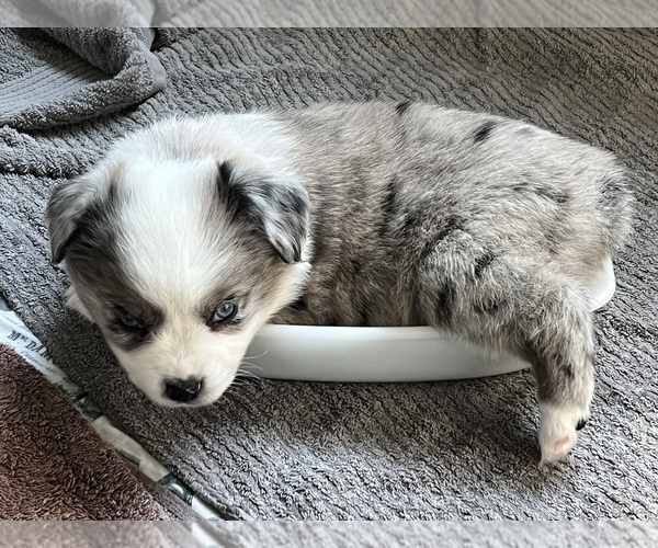 Medium Photo #15  Breeder Profile in CONNELLYS SPRINGS, NC, USA