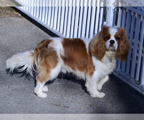 Medium Photo #1  Breeder Profile in PASADENA, MD, USA