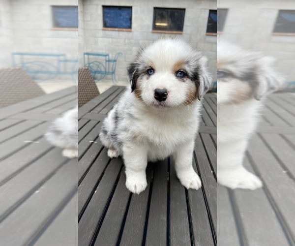Medium Photo #1  Breeder Profile in CROWN POINT, IN, USA