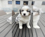 Small breeder photo