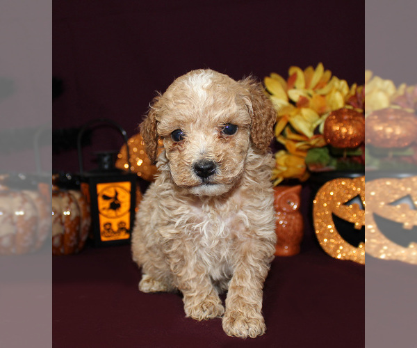 Medium Photo #54  Breeder Profile in CHANUTE, KS, USA