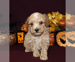 Small #53 Breeder Profile image