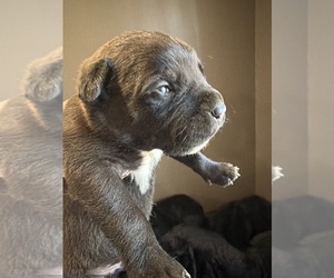 Bullmastiff Dog Breeder near HARRISON, MI, USA