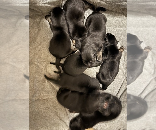 Medium Photo #7  Breeder Profile in SEAGROVE, NC, USA