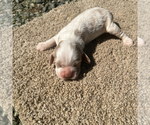 Small Photo #5  Breeder Profile in TRINITY, NC, USA