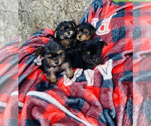 Medium Photo #3  Breeder Profile in DENHAM SPRINGS, LA, USA
