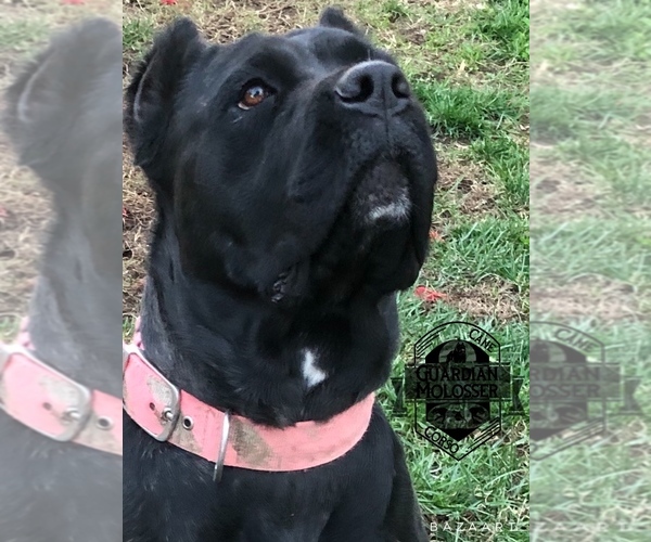 Medium Photo #1  Breeder Profile in CORONA, CA, USA