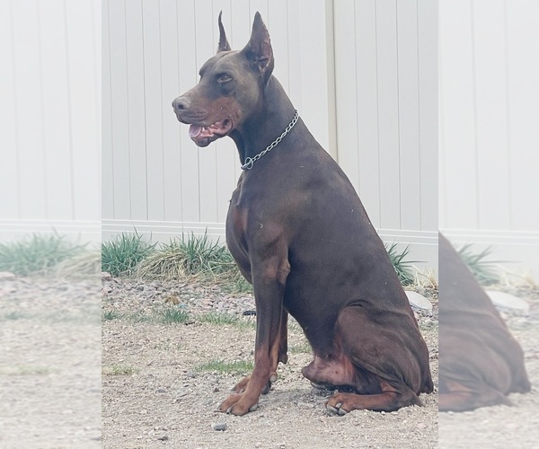 Medium Photo #8  Breeder Profile in COLORADO SPRINGS, CO, USA