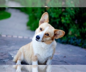 Pembroke Welsh Corgi Dog Breeder near WEATHERFORD, TX, USA