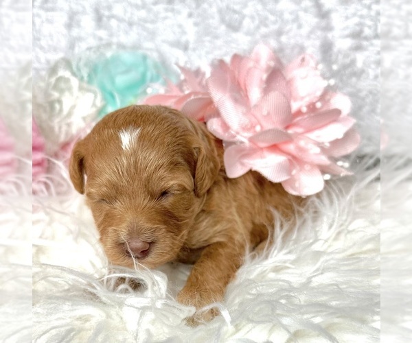 Medium Photo #19  Breeder Profile in BAKERSFIELD, CA, USA