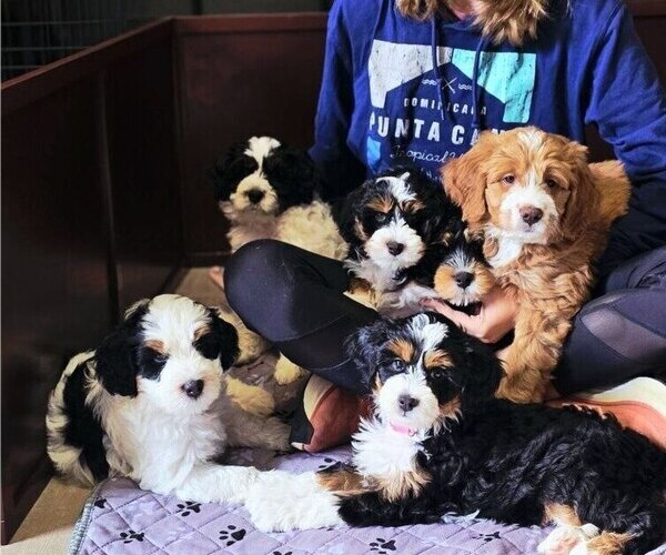 Medium Photo #4  Breeder Profile in GREENCASTLE, PA, USA