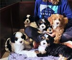 Small #3 Breeder Profile image