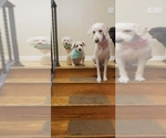 Small breeder photo