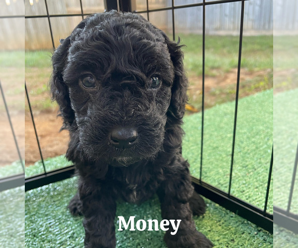 Medium Photo #10  Breeder Profile in NASHVILLE, TN, USA