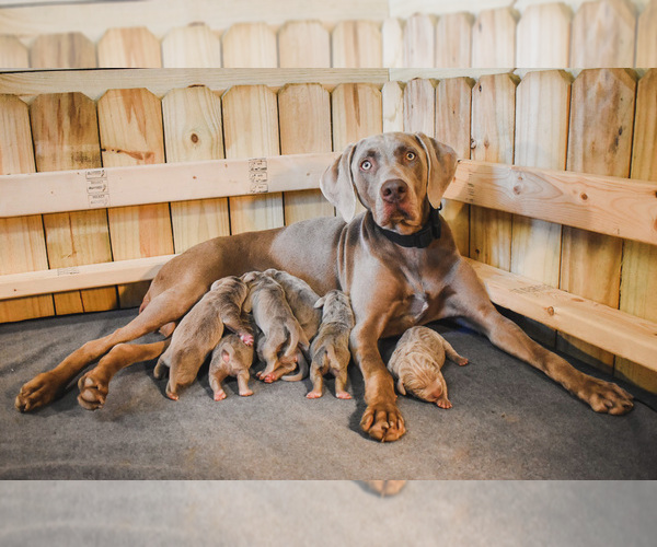 Medium Photo #1  Breeder Profile in WILDWOOD, FL, USA