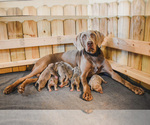 Small breeder photo