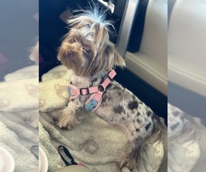 Yorkshire Terrier Dog Breeder near DUNCAN, OK, USA