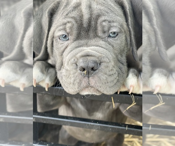 Medium Photo #10  Breeder Profile in KEIZER, OR, USA