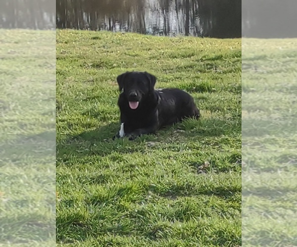 Medium Photo #1  Breeder Profile in PIKEVILLE, TN, USA