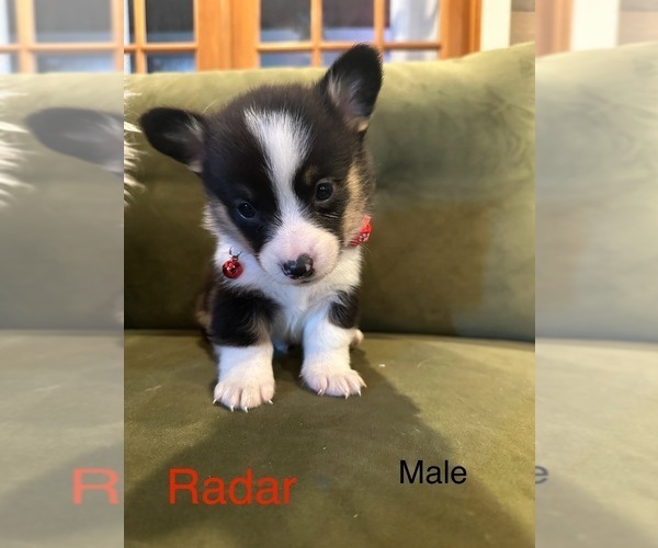 Medium Photo #6  Breeder Profile in PERKINSVILLE, VT, USA