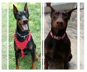 Main photo of Doberman Pinscher Dog Breeder near WATERFORD, MI, USA
