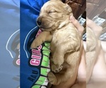 Small #2 Breeder Profile image