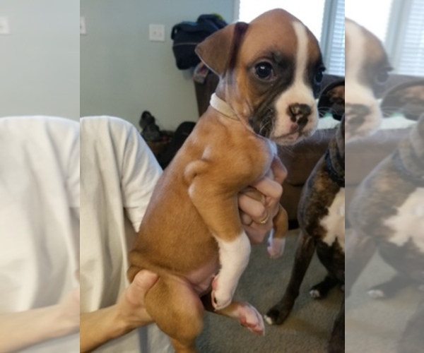 Medium Photo #1  Breeder Profile in PANAMA CITY, FL, USA