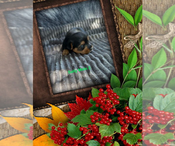 Medium Photo #1  Breeder Profile in SCOTTSVILLE, KY, USA