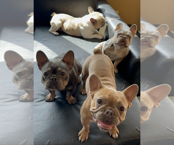 Medium Photo #2  Breeder Profile in DISCOVERY BAY, CA, USA