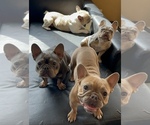 Small #1 Breeder Profile image