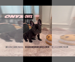 Small breeder photo