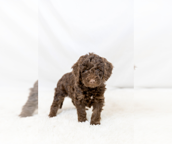 Medium Photo #28  Breeder Profile in WEST JORDAN, UT, USA
