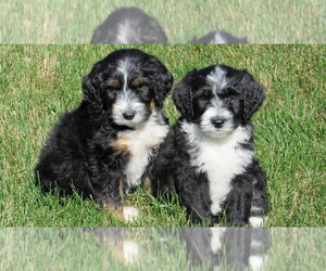 Bernedoodle Dog Breeder near BIG ROCK, IL, USA