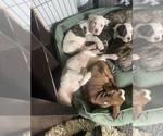 Small #2 Breeder Profile image